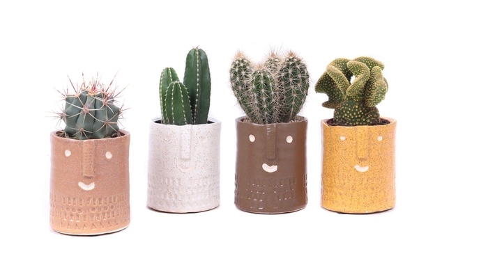 <h4>Cactus mix 8,5 cm in Zamora sierpot</h4>