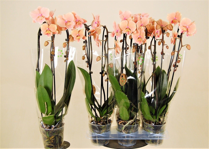 <h4>PHAL EL CASCADE</h4>