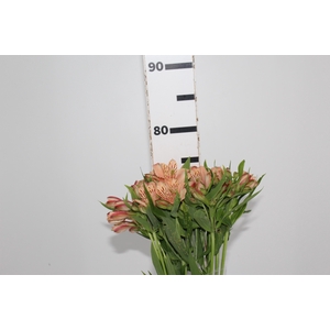 ALSTROEMERIA CANYON 080 CM