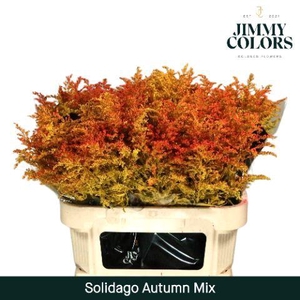 Solidago L80 Autumn mix