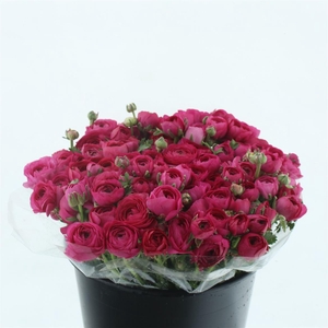 Ran El Sr Hot Pink Extra