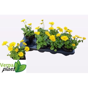 DORO OR LEONARD COMP