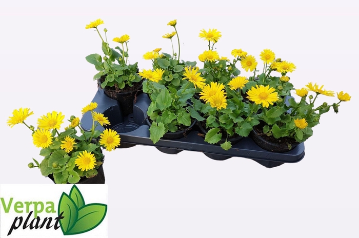 <h4>DORO OR LEONARD COMP</h4>