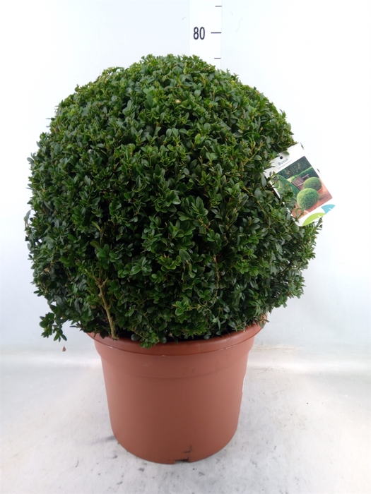 <h4>Buxus semp.   ...</h4>