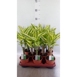 Dracaena frag. 'Yellow Coast'
