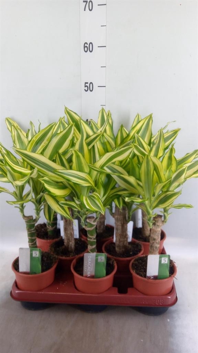 <h4>Dracaena frag. 'Yellow Coast'</h4>