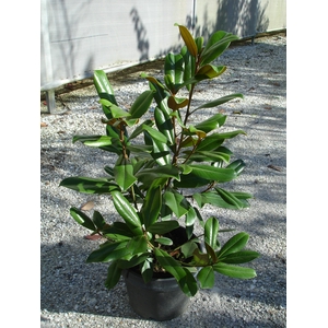 Magnolia overig
