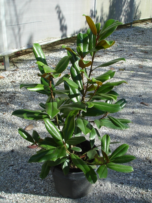 Magnolia overig