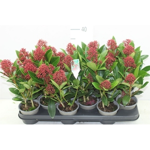 Skimmia Jap. Rubella 3+