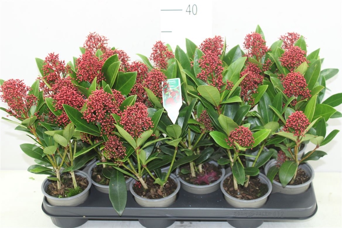 Skimmia Jap. Rubella 3+