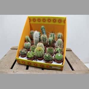 Cactus Gem 18 Srt