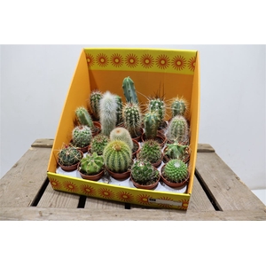 Cactus Gem 18 Srt