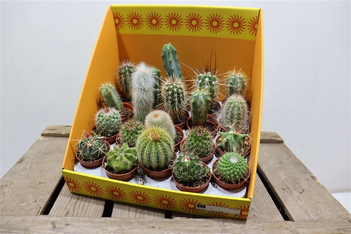 <h4>Cactus Gem 18 Srt</h4>
