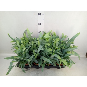 Phlebodium aureum 'Blue Star'