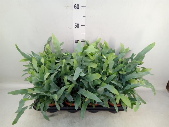 <h4>Phlebodium aureum 'Blue Star'</h4>