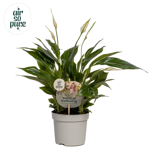 <h4>Spathiphyllum 13 cm Bellini Air so Pure - WOW etiket</h4>