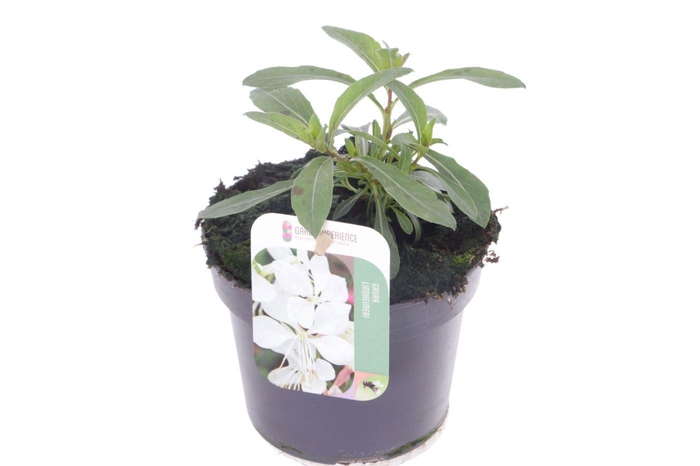 <h4>Gaura lind. Gaudi White</h4>