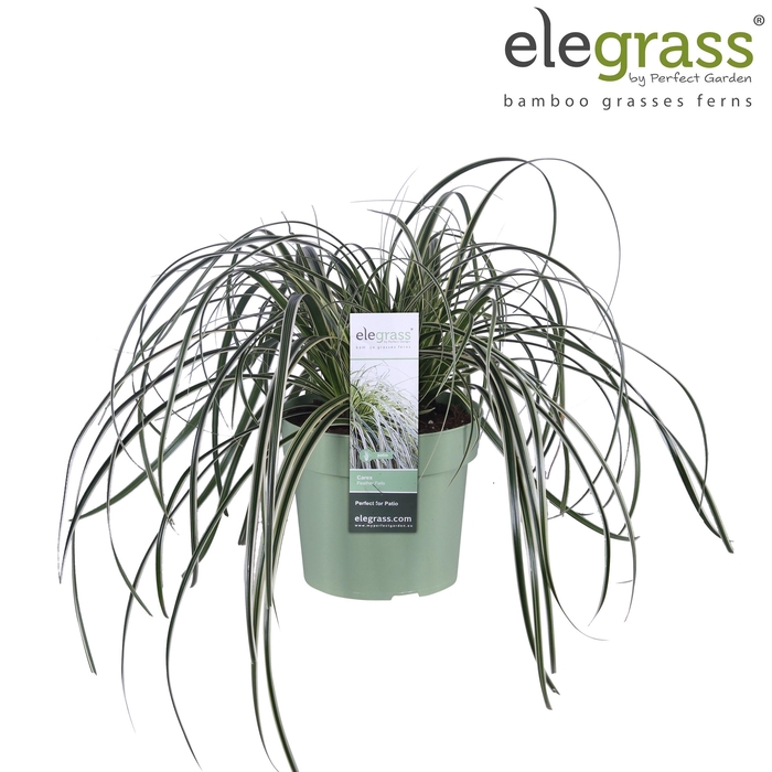 <h4>Carex 'Feather Falls' P14</h4>