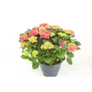 Hydrangea Hi Fire