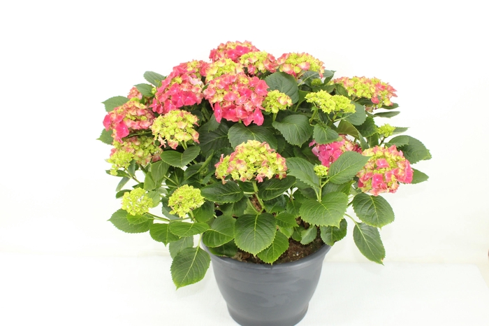 <h4>Hydrangea Hi Fire</h4>