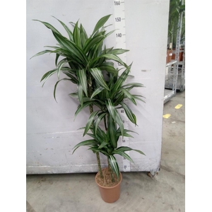 Dracaena fr de 'Ulises'