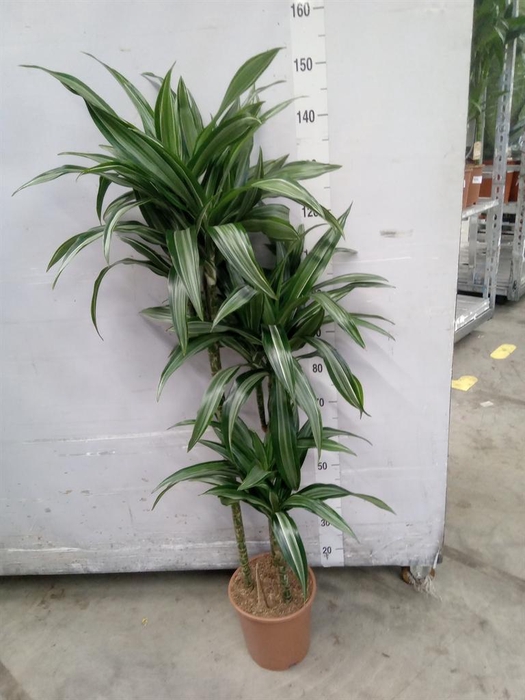 <h4>Dracaena fr de 'Ulises'</h4>