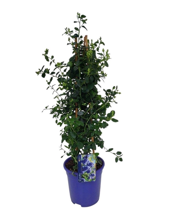 <h4>Ceanothus thyrsiflorus var. repens</h4>