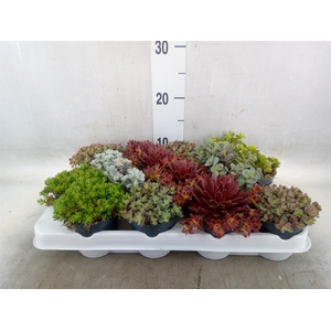 Sedum   ...