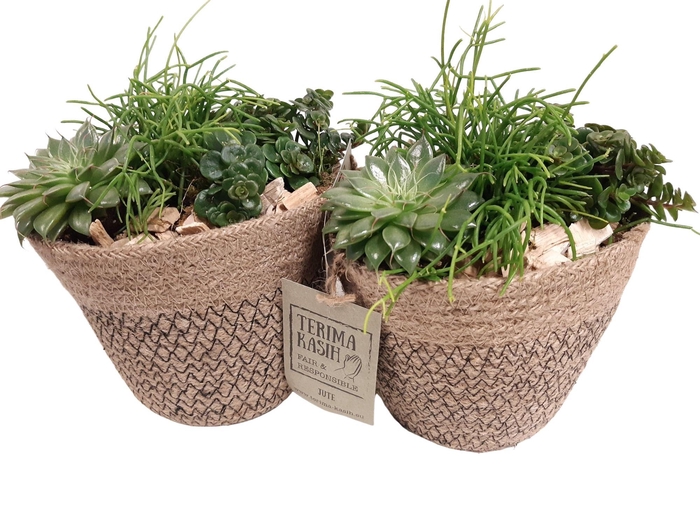 <h4>JMO13GMX Jute mand Ovaal D15 mini groenmix</h4>