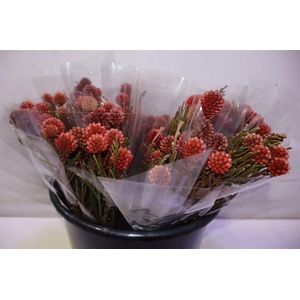 Brun Fragarioides X5