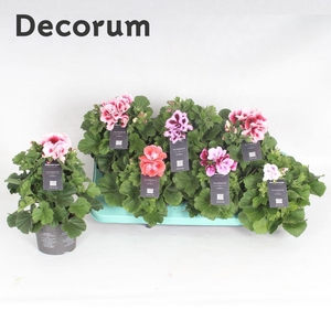 Pelargonium Grandiflorum P13 Mixtray - DECORUM