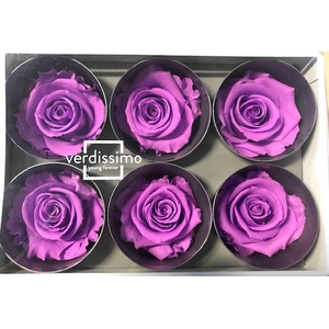 Roos standard bright lilac