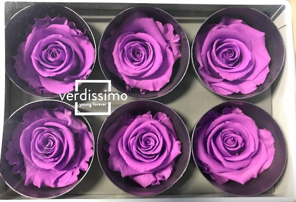 Roos standard bright lilac