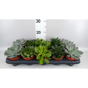 Succulents   ...mix 5