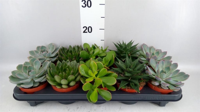 <h4>Succulents   ...mix 5</h4>