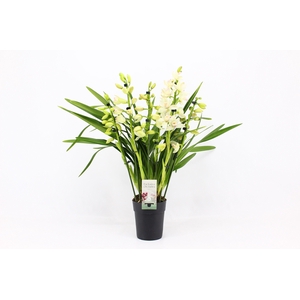 Cymbidium, Heino 5+ tak P14 'Exclusiva Orchidea'