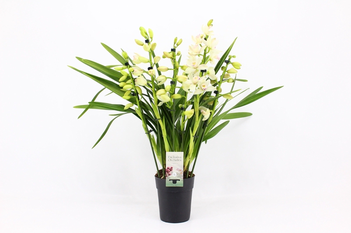 <h4>Cymbidium, Heino 5+ tak P14 'Exclusiva Orchidea'</h4>