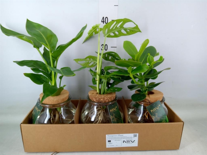 <h4>Planten  ..mix</h4>