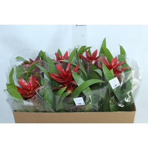 GUZM. FINEST RED P14