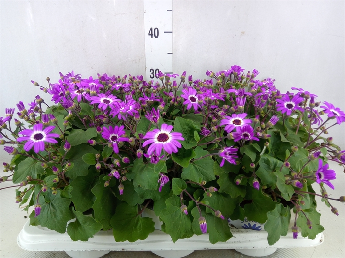 <h4>Pericallis CR 'Senetti Magenta Bic'</h4>