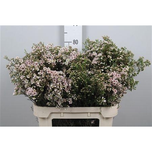 Chame Un Jupite Moon