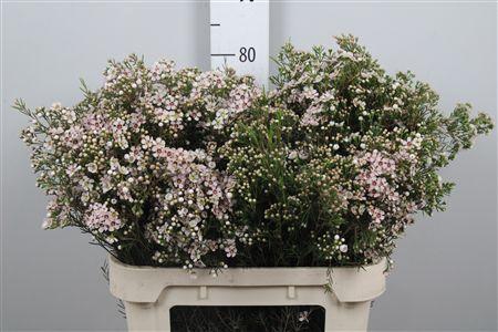 <h4>Chame Un Jupite Moon</h4>