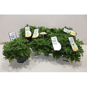 Pel Gem Welriekend Lemon Fresh
