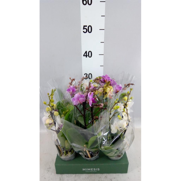 <h4>Phalaenopsis multi.   ...mix  4</h4>