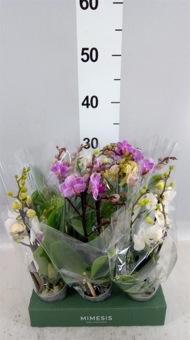 Phalaenopsis multi.   ...mix  4