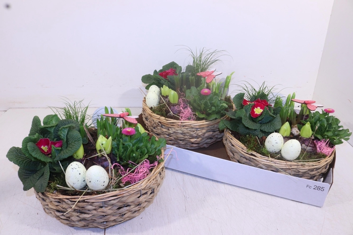 <h4>ARR TUINPLANTEN</h4>