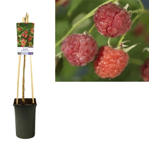 Rubus 'Malling Promise' +light label