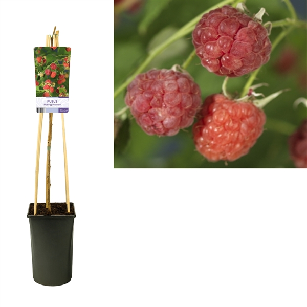 <h4>Rubus 'Malling Promise' +light label</h4>