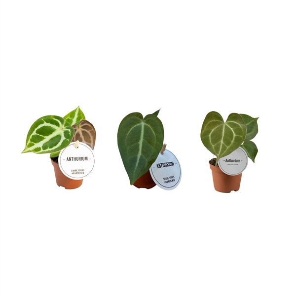 <h4>Anthurium Mix</h4>