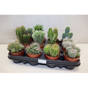 arr8 Cactus Gem